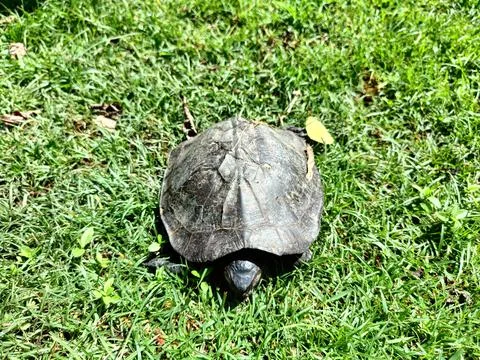 Small turtle on the grass in the park Stock-Fotos
