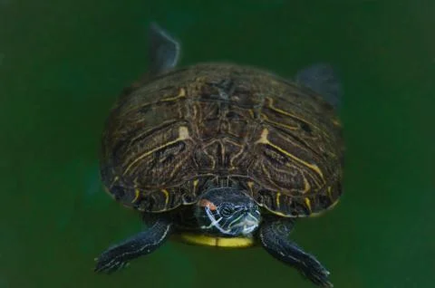 Small turtle in green waters Stock Photos