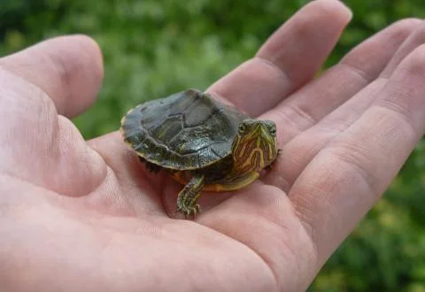 Small turtle on a hand with leaves on the background Foto stock