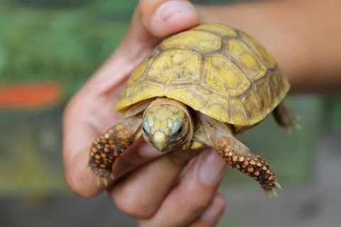 Small turtle, on hand, shell in light color, head and legs in closeup Stock Photos