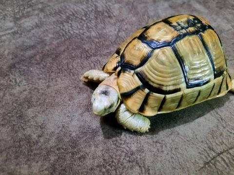 A small turtle with a healed broken part of its shell, the turtle's shell i.. Stock Photos