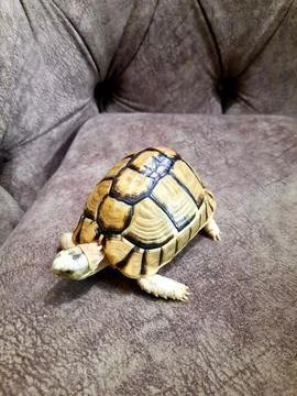 A small turtle with a healed broken part of its shell, the turtle's shell i.. Stock Photos