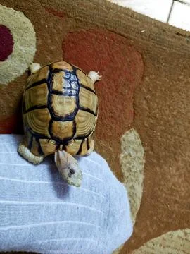 A small turtle with a healed broken part of its shell, the turtle's shell i.. Stock Photos