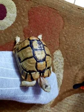 A small turtle with a healed broken part of its shell, the turtle's shell i.. Stock Photos