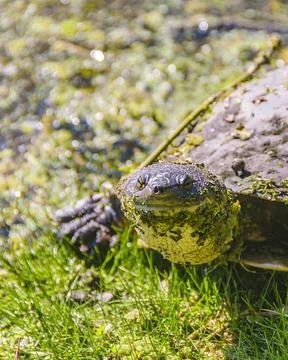 Small Turtle High Angle, Flores, Uruguay Stock Photos