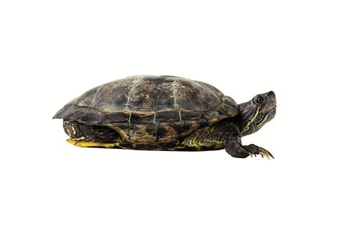 The small turtle isolated on white background. Stock Photos