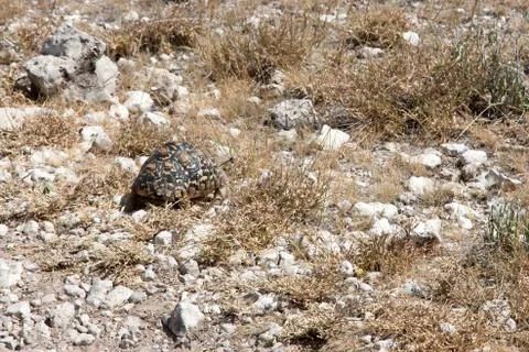 A small turtle on its way through the savanna Stock Photos