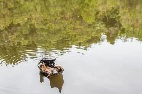 Small Turtle on a lake Stock Photos
