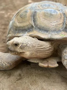 Small turtle looking at the camera with head on shell Stock Photos