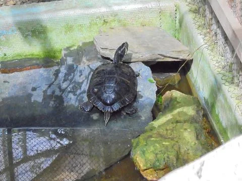 Small turtle lying on a stone and sunbathing in Flora Exposition Stock Photos