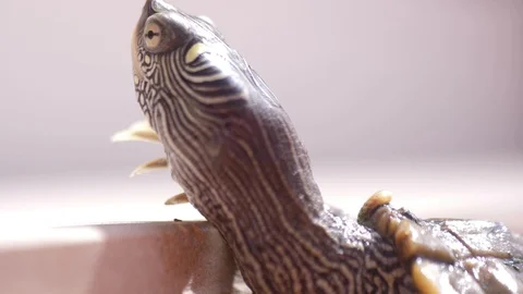 Small turtle macro shot slow motion 4k Video stock 94972560