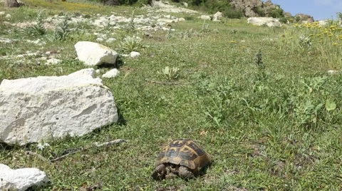 Small Turtle in nature flower rocky 스톡 동영상 65304053