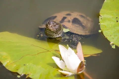 Small turtle near leaf of water lily Stock Photos