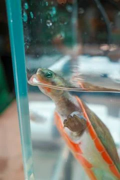Small turtle with orange shell peeks through glass tank Stock Photos