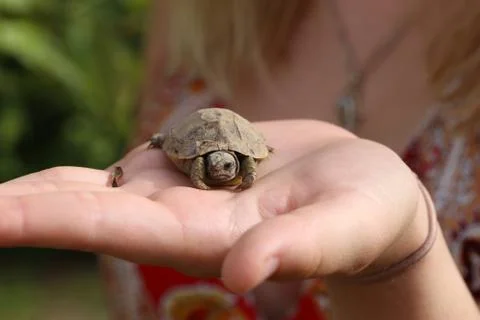 A small turtle in the palm of your hand Stock Photos