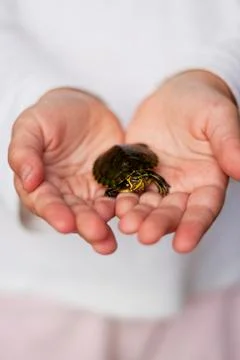 Small turtle Stock Photos
