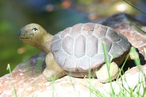 A small turtle Stock Photos
