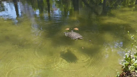 Small turtle in the pond, eating a black mulberry. Video stock 111319798