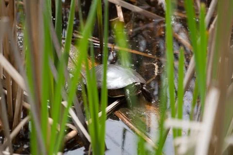 Small Turtle in a Pond Stock Photos