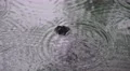 Small Turtle In Pond With Raindrops From Storm 4k or 4k+ Resolution