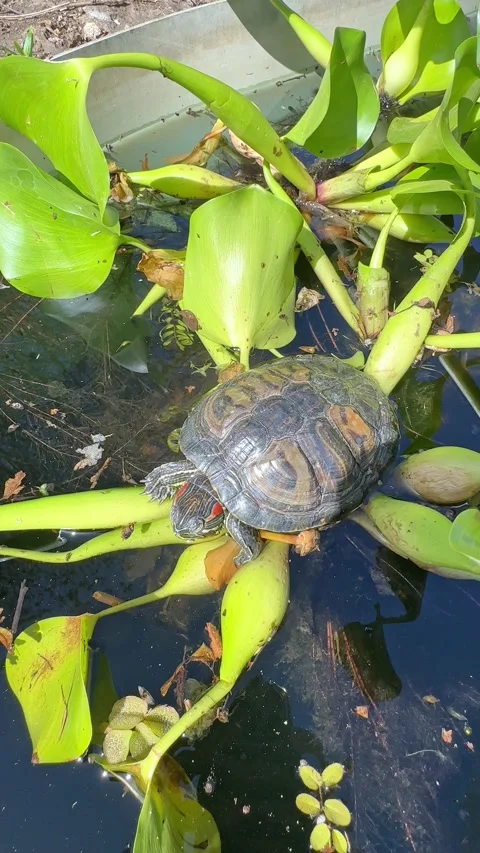 A small turtle relaxes on the sun surrounded by green aquatic plants in water Stock Footage 301699407