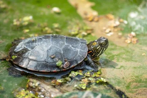 Small Turtle Resting in Pond Nature Wildlife Habitat Stock Photos