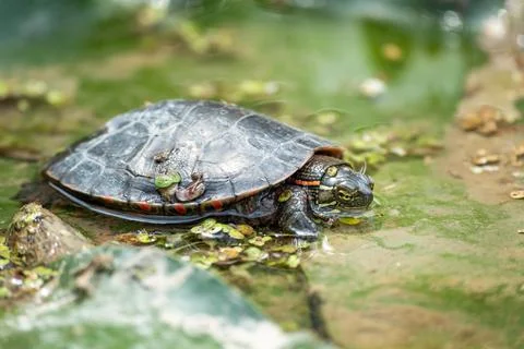 Small Turtle Resting in Pond Nature Wildlife Habitat Stock Photos