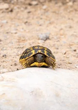 Small turtle resting on rock while basking in sun. Natural habitat, wildlife, Stock Photos