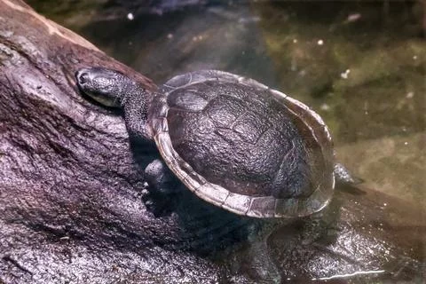 Small turtle resting on a wet, textured log near murky water Stock Photos