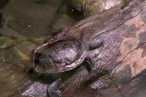 Small turtle resting on a wet, textured log in murky water Stock Photos