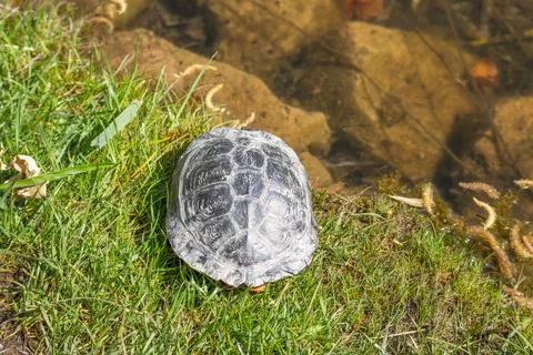 Small turtle rests on green grass near shallow water Stock Photos