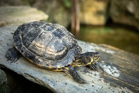 Small turtle on a rock. Stock Photos