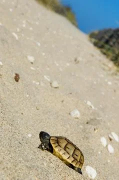 Small turtle on the sandy beach surrounded by pebbles Foto stock