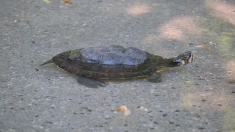 A small turtle on the seashore in the water. Concept of turtles Stock Footage 252753574