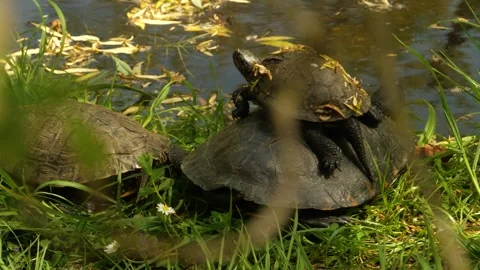A small turtle sits on the shell of a large turtle on the shore of a lake Stock Footage 274246367