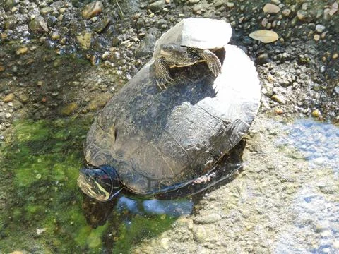 A small turtle sits on the shell of a larger turtle Stock Photos