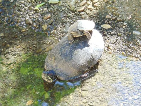 A small turtle sits on the shell of a larger turtle Foto stock
