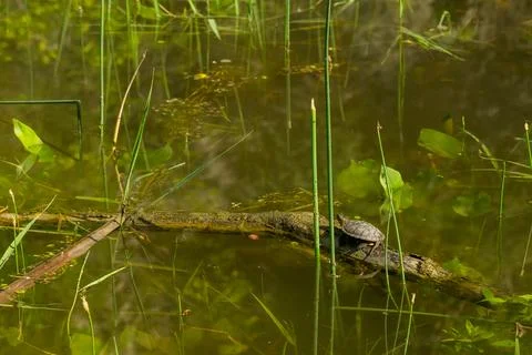 A small turtle sits on a snag on the surface of the pond wate Stock Photos