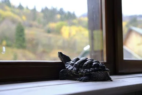 A small turtle sits on the windowsill and looks out the window Stock Photos