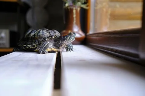 A small turtle sits on the windowsill and looks out the window Stock Photos
