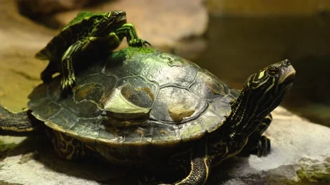 Small turtle sitting on a larger turtle Stock Footage 143218180