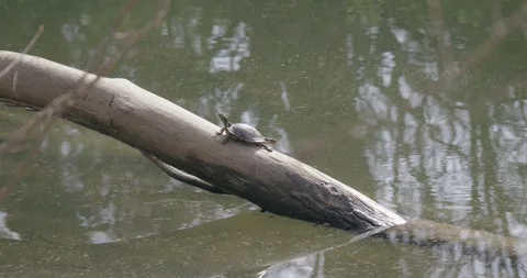 Small turtle sunbathing on a fallen wooden log over pond water Video stock 347623870