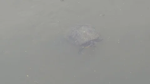 Small turtle swimming in dirty brown water Video stock 109018084