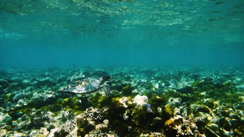 Small Turtle Swimming Over Great Barrier Reef Underwater Stock Footage 204000015