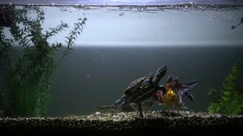 A small turtle swimming peacefully alongside a fish inside a clear aquarium. A Stock Footage 337149171