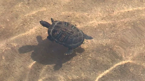 A small turtle swimming in the pond Stock Footage 56831772
