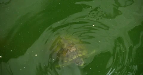 A small turtle swimming slowly just below the surface of murky green pond water Video stock 341941774