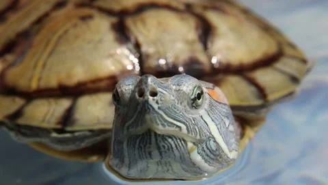 Small turtle swimming underwater with elegant head movements Stock Footage 310811883