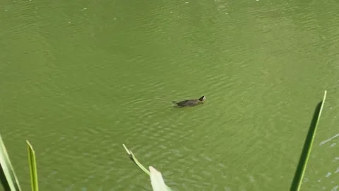 Small turtle swims calmly on green pond surrounded by aquatic plants. Stock Footage 308078621