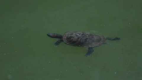 A small turtle swims in a pond 스톡 동영상 135420684